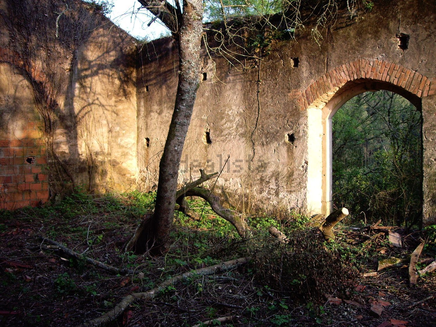 A tree rooted inside a ruin