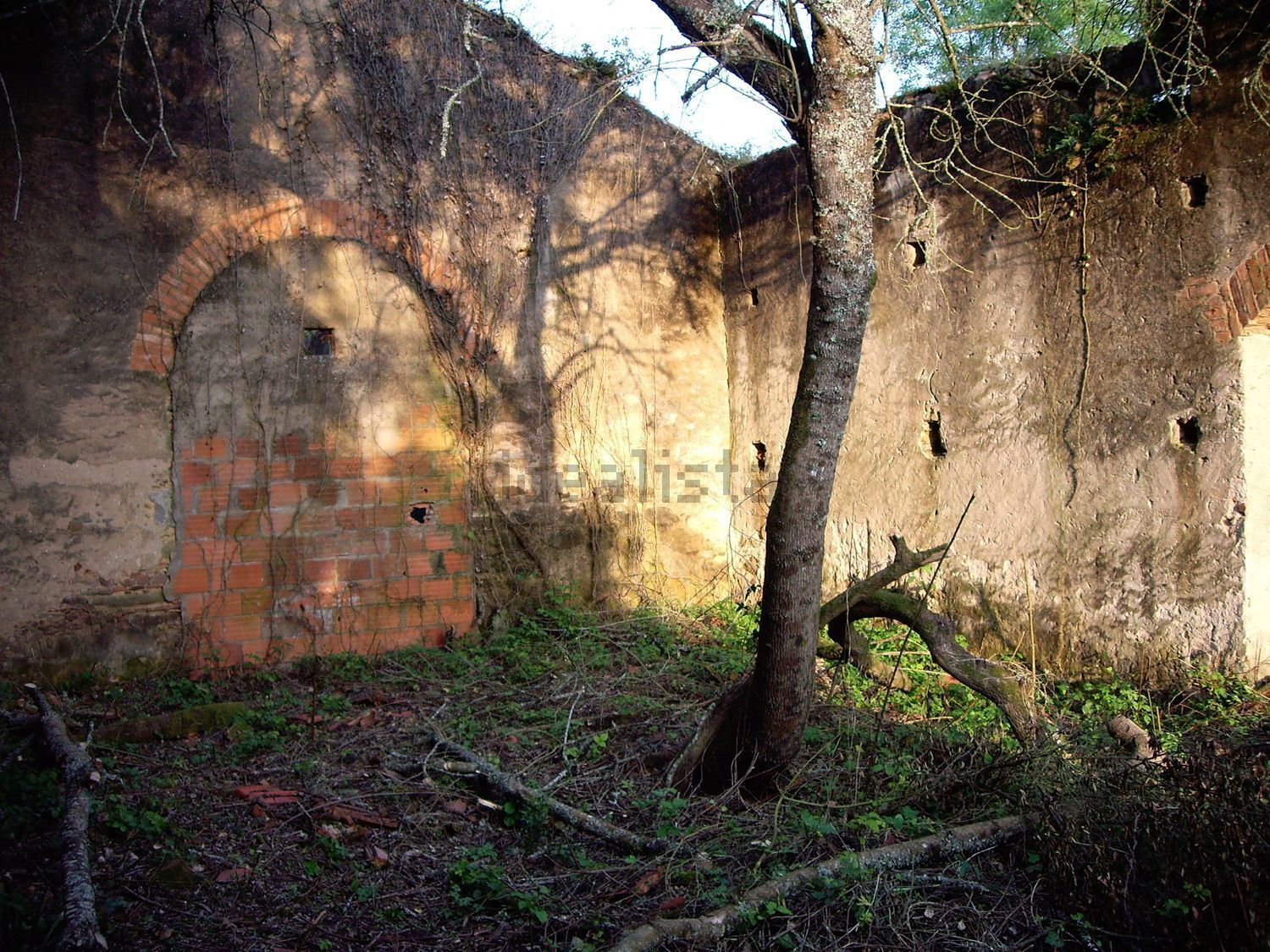 Tree growing through an arched ruin